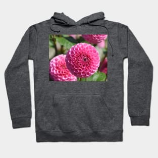 Pink Dahlias Hoodie